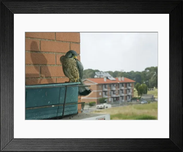 Framed Print : Common Kestrel - on window box outside building - Rome Framed Print : Common Kestrel - on window box outside building - Rome