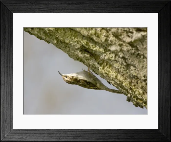 Framed Print : Treecreeper - on the underside of tree branch - Oxon - UK - April