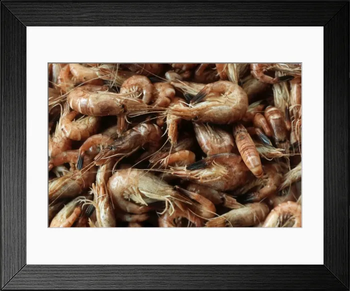 Framed Print : Shrimps freshly caught on boat North Sea Framed Print : Shrimps freshly caught on boat North Sea
