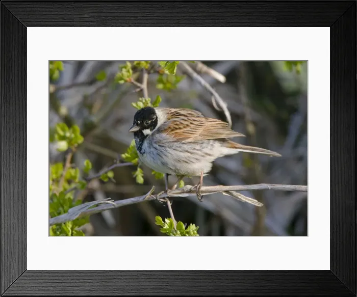Framed Print : Reed Bunting - adult male perched in hedgrow - Oxon - UK - April Framed Print : Reed Bunting - adult male perched in hedgrow - Oxon - UK - April