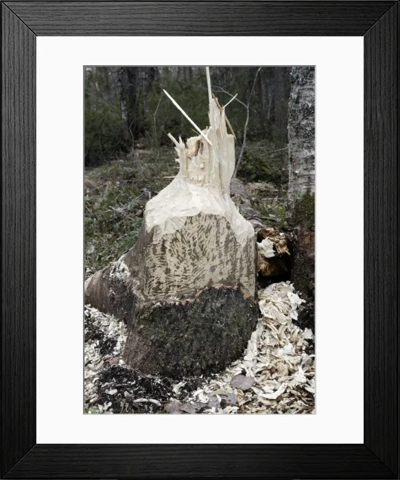 Framed Print : European Beaver - showing remains of poplar tree which Beaver has felled. Kuhmo - Finland Framed Print : European Beaver - showing remains of poplar tree which Beaver has felled. Kuhmo - Finland