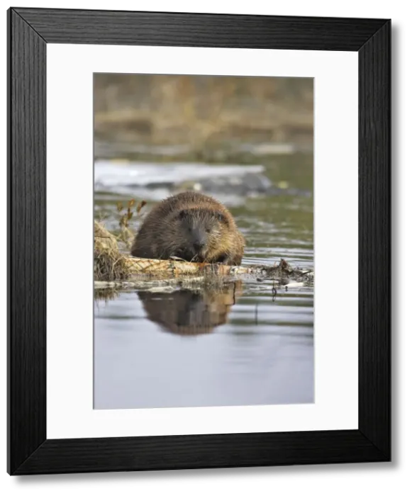 Framed Print : European Beaver - in water. Kuhmo - Finland Framed Print : European Beaver - in water. Kuhmo - Finland