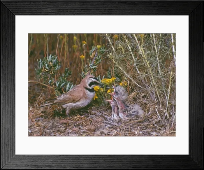 Framed Print : Horned / Shore Lark - male feeding young Framed Print : Horned / Shore Lark - male feeding young