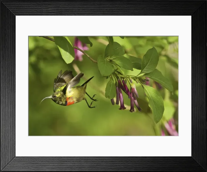 Framed Print : Eastern Double-collared Sunbird - in flight - Udzugwa Mts. - Tanzania - Africa Framed Print : Eastern Double-collared Sunbird - in flight - Udzugwa Mts. - Tanzania - Africa
