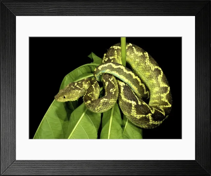 Framed Print : Rungwe Bush Viper - adult male - Tanzania - Africa Framed Print : Rungwe Bush Viper - adult male - Tanzania - Africa