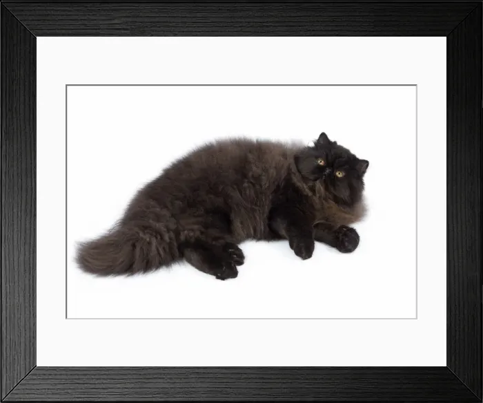 Framed Print : Cat - Black Persian - lying down Framed Print : Cat - Black Persian - lying down
