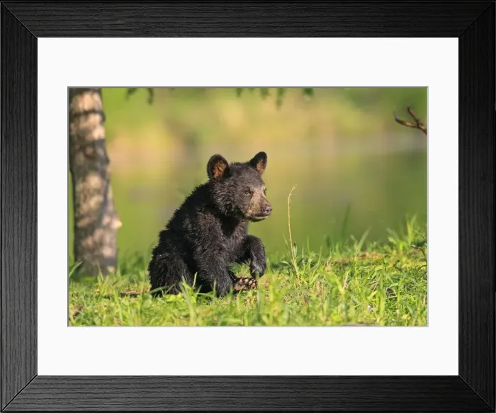 Framed Print : Black Bear - Spring cub 4 months old. Minnesota - USA Framed Print : Black Bear - Spring cub 4 months old. Minnesota - USA