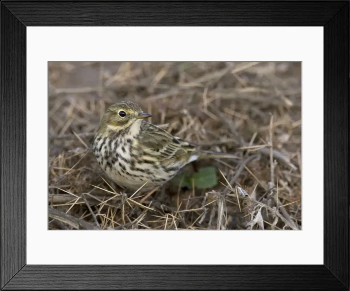 Framed Print : Meadow Pipit Framed Print : Meadow Pipit