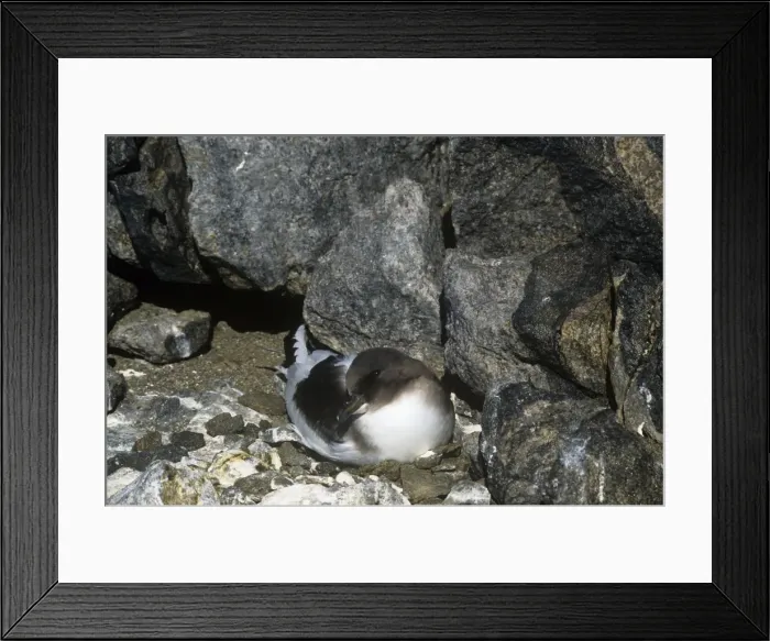 Framed Print : Antarctic Petrel - Incubating eggs Framed Print : Antarctic Petrel - Incubating eggs