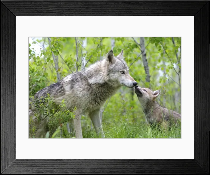 Framed Print : Timber / Grey Wolf - adult with cub. Minnesota - USA Framed Print : Timber / Grey Wolf - adult with cub. Minnesota - USA