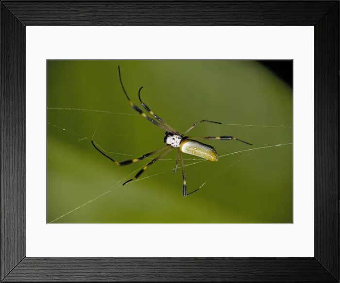Framed Print : Golden orb-weaver spider. Costa Rica Framed Print : Golden orb-weaver spider. Costa Rica