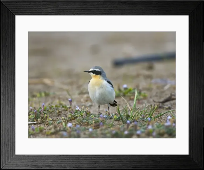 Framed Print : Norther Wheatear - male among spring flowers - Southern Turkey - April Framed Print : Norther Wheatear - male among spring flowers - Southern Turkey - April