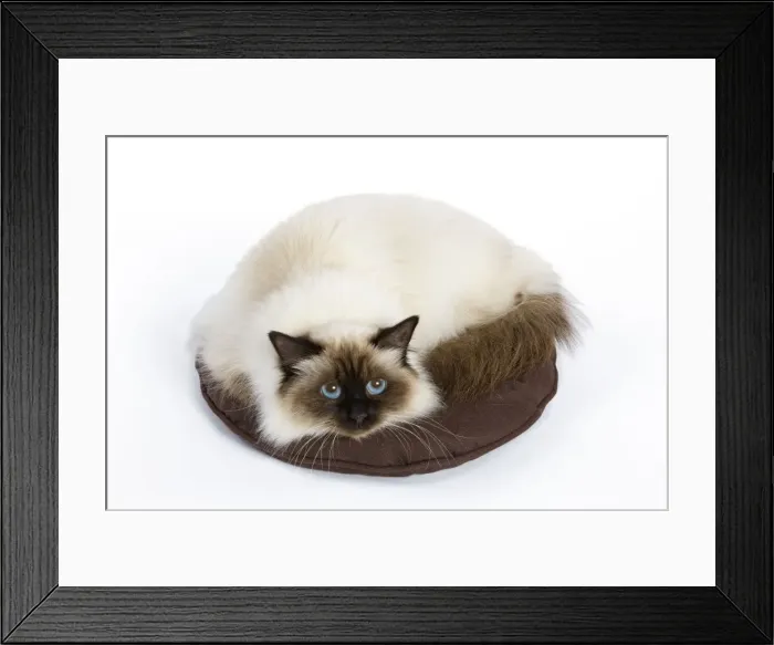Framed Print : Cat - Birman - curled up on pillow / cushion Framed Print : Cat - Birman - curled up on pillow / cushion