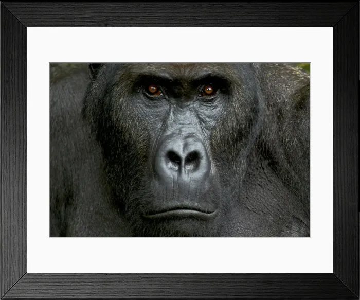 Framed Print : Eastern Lowland Gorilla - silverback portait - Kahuzi Biega NP - DRC - Africa Framed Print : Eastern Lowland Gorilla - silverback portait - Kahuzi Biega NP - DRC - Africa