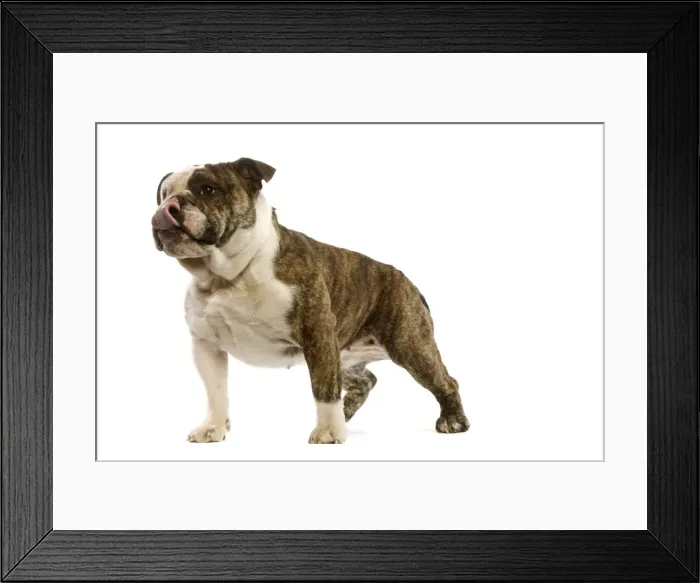 Framed Print : Dog - English Bulldog in studio Framed Print : Dog - English Bulldog in studio