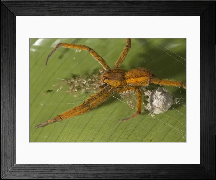 Framed Print : Female Wolf Spider guarding her newly-emerged young spiderlings. Costa Rica