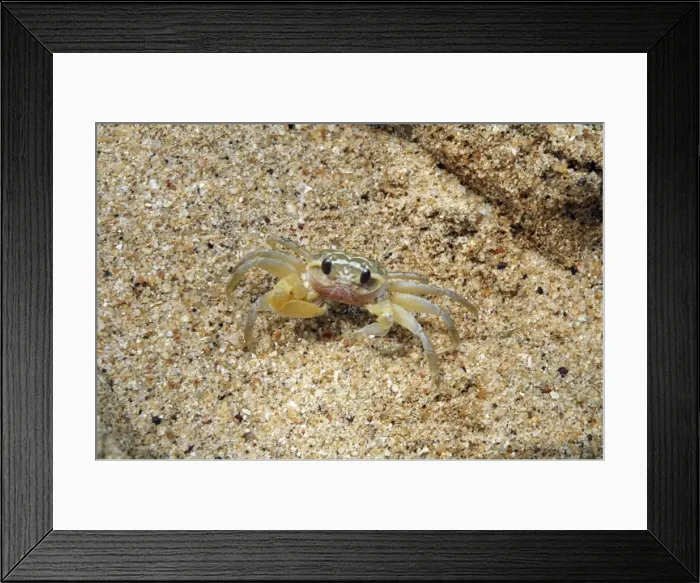 Framed Print : Tiny Pea Crab on tropical beach outside its burrow. Sri Lanka Framed Print : Tiny Pea Crab on tropical beach outside its burrow. Sri Lanka