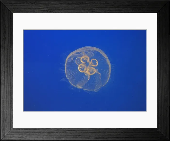 Framed Print : Moon Jellyfish. Vancouver Aquarium - Canada Framed Print : Moon Jellyfish. Vancouver Aquarium - Canada