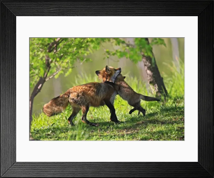 Framed Print : Red Fox - adult with young playing. Minnesota - USA Framed Print : Red Fox - adult with young playing. Minnesota - USA
