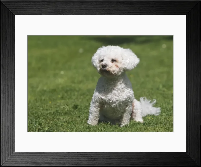 Framed Print : Dog - Bichon Frise - sitting Framed Print : Dog - Bichon Frise - sitting