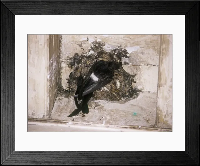 Framed Print : Little Swift - nest-building Framed Print : Little Swift - nest-building