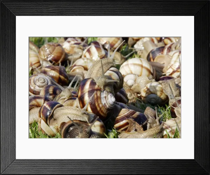 Framed Print : Snails - Escargot Turc (Turkish snail) - edible Framed Print : Snails - Escargot Turc (Turkish snail) - edible