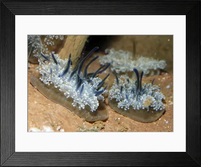 Framed Print : Upside Down Jellyfish:coastal waters, mangroves in Florida & Caribbean, introduced to Hawaii Framed Print : Upside Down Jellyfish:coastal waters, mangroves in Florida & Caribbean, introduced to Hawaii