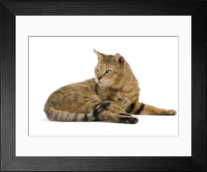 Framed Print : Cat - Chausie Brown Spotted Tabby: Jungle Cat (Felis chaus) crossed with domestic cat - lying down Framed Print : Cat - Chausie Brown Spotted Tabby: Jungle Cat (Felis chaus) crossed with domestic cat - lying down