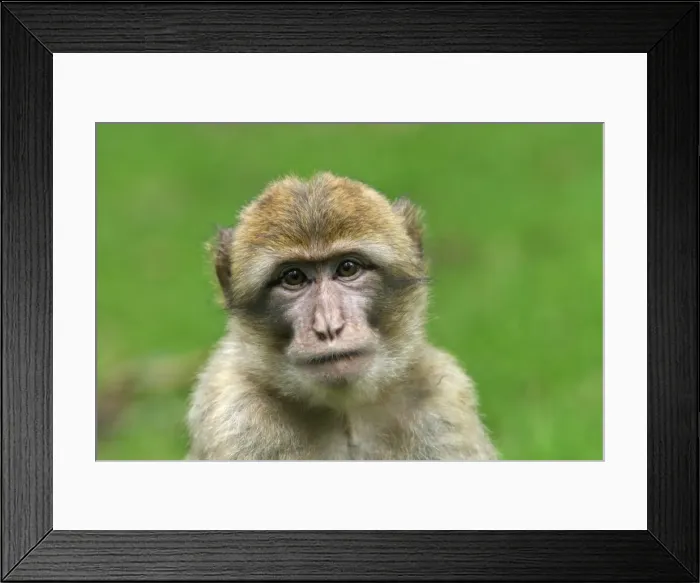 Framed Print : Barbary Macaque - young. La Montagne des Singes - Kintzheim - Alsace - France Framed Print : Barbary Macaque - young. La Montagne des Singes - Kintzheim - Alsace - France