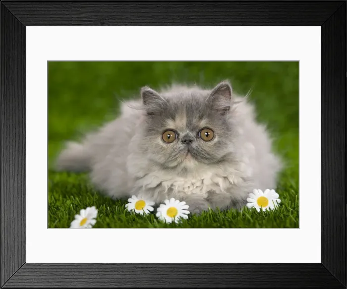 Framed Print : Cat - Persian kitten in garden Framed Print : Cat - Persian kitten in garden