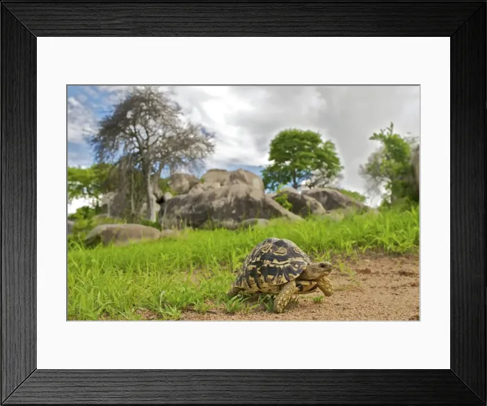 Framed Print : Leopard Tortoise - walking in the southrn Tanzania savannah - Tanzania- Africa Framed Print : Leopard Tortoise - walking in the southrn Tanzania savannah - Tanzania- Africa