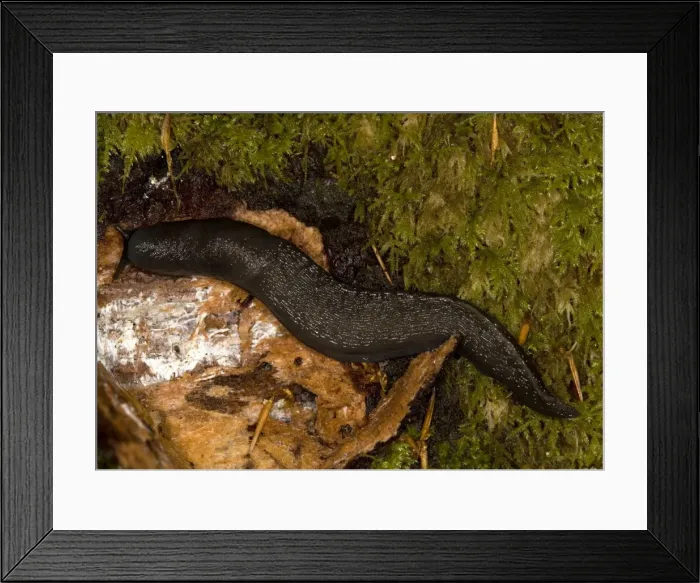 Framed Print : Large woodland slug, on old log Framed Print : Large woodland slug, on old log
