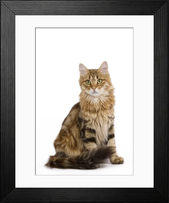 Framed Print : Cat - Siberian - sitting down
