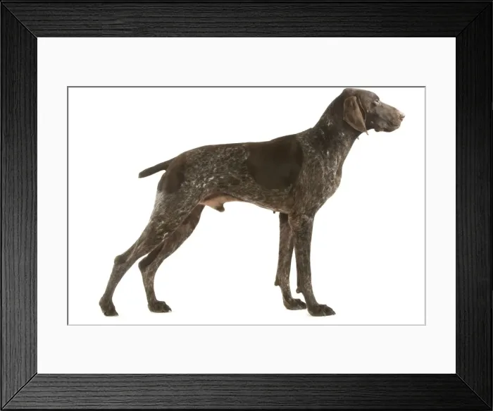 Framed Print : Dog - German Pointer in studio Framed Print : Dog - German Pointer in studio