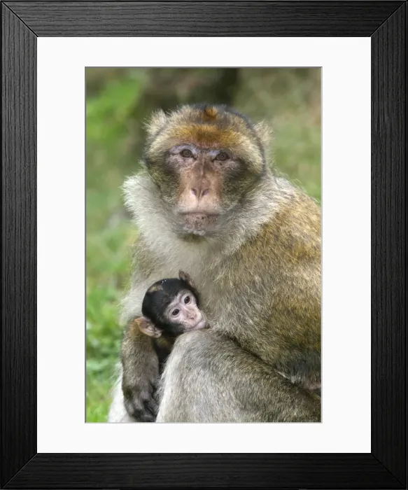 Framed Print : Barbary Macaque - adult with baby. La Montagne des Singes - Kintzheim - Alsace - France