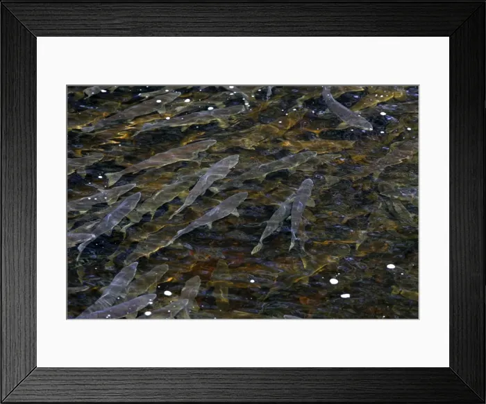 Framed Print : Pink Salmon - in river. Knight Inlet - Glendale Cove - British Columbia - Canada. known as the humpback or humpy Framed Print : Pink Salmon - in river. Knight Inlet - Glendale Cove - British Columbia - Canada. known as the humpback or humpy