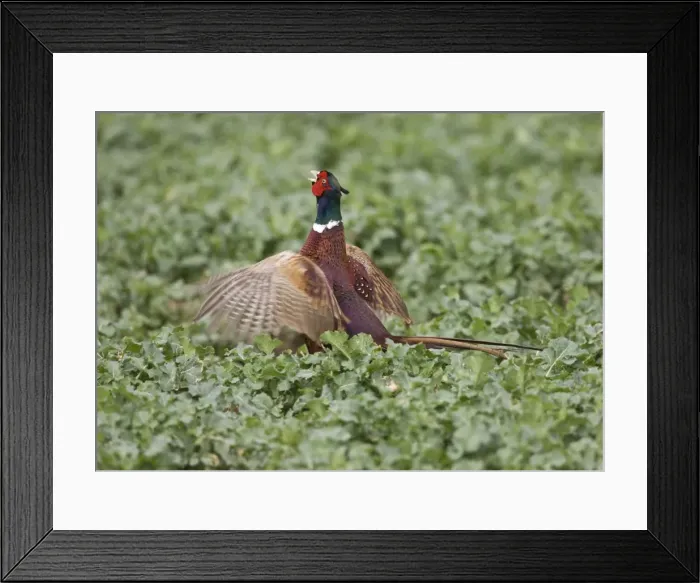 Framed Print : Common Pheasant - male displaying on territory - Oxon - UK Framed Print : Common Pheasant - male displaying on territory - Oxon - UK