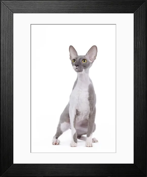 Framed Print : Cat - Cornish Rex Framed Print : Cat - Cornish Rex