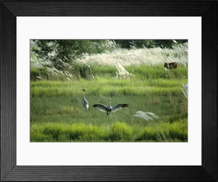 Framed Print : Sarus Crane - pair in wetland habitat (Indian population)