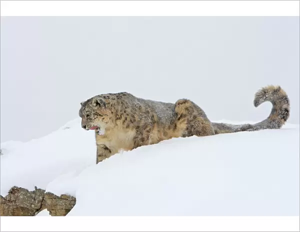 Snow leopard - in snow. Latin also Uncia uncia