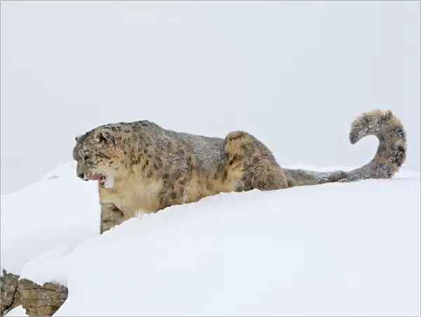 Snow leopard - in snow. Latin also Uncia uncia