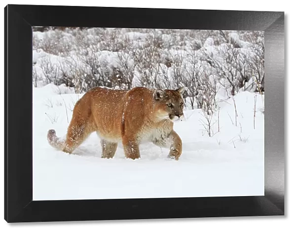 Cougar  /  Mountain Lion  /  Puma - in snow. Montana - USA