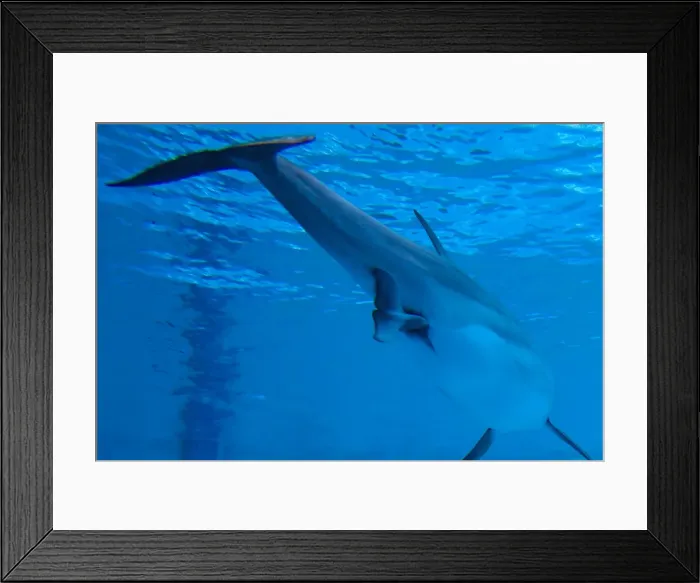 Framed Print : Bottlenose Dolphin - birth process has started - with tail out - Oltremare lagoon – Riccione – Italy The pregnancy lasted 54 weeks Framed Print : Bottlenose Dolphin - birth process has started - with tail out - Oltremare lagoon – Riccione – Italy The pregnancy lasted 54 weeks