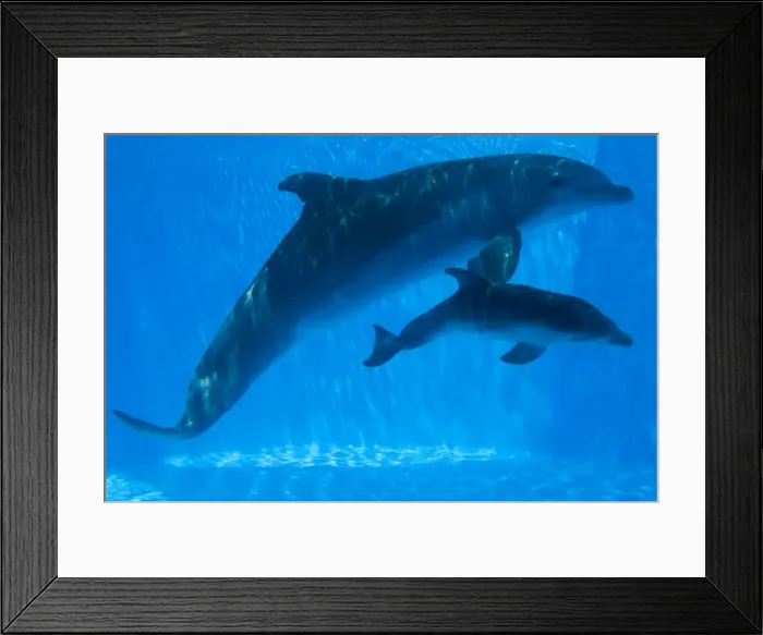 Framed Print : Bottlenose Dolphin - mother and newborn baby / calf - swimming together - Malta The calf was born on July 20th 2010 at 15:30. At birth its weight was roughly 15 kg and 1m in length Framed Print : Bottlenose Dolphin - mother and newborn baby / calf - swimming together - Malta The calf was born on July 20th 2010 at 15:30. At birth its weight was roughly 15 kg and 1m in length