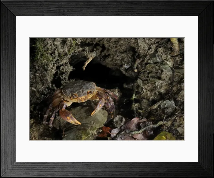 Framed Print : European Freshwater Crab - adult at night near the entrance of its daily burrow - Florence - Italy Framed Print : European Freshwater Crab - adult at night near the entrance of its daily burrow - Florence - Italy