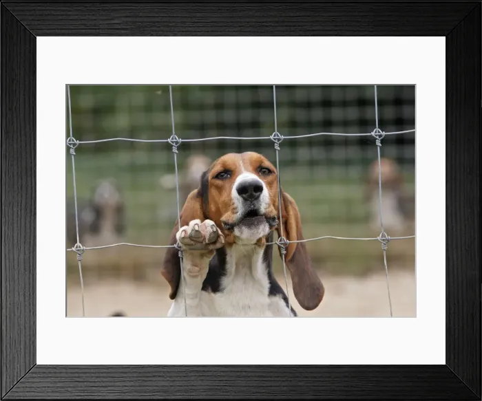 Framed Print : Dog - Bassett Hound - used for hunting Framed Print : Dog - Bassett Hound - used for hunting