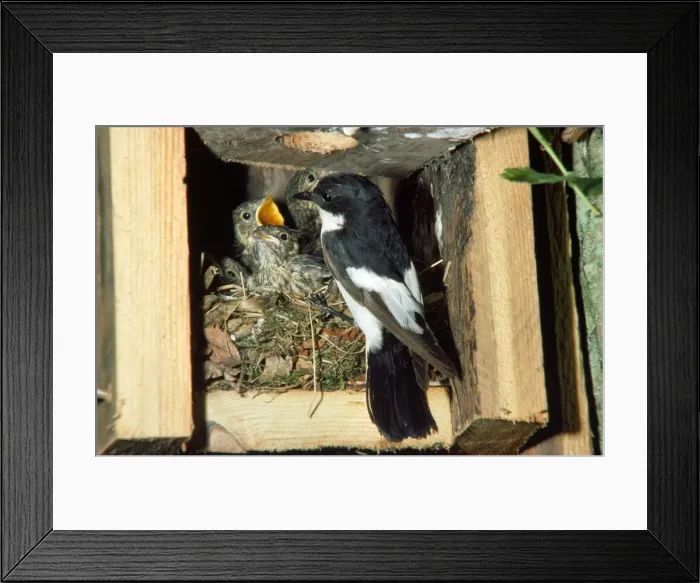 Framed Print : Pied Flycatcher - at nest feeding young Framed Print : Pied Flycatcher - at nest feeding young