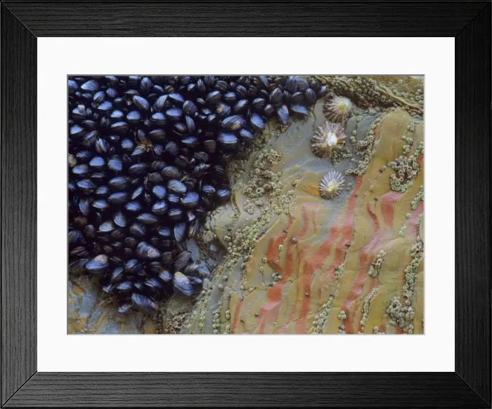 Framed Print : Common mussels and limpets (Patella vulgata) clinging to huge rock at low tide Bedruthan Steps, Cornwall, England, UK Framed Print : Common mussels and limpets (Patella vulgata) clinging to huge rock at low tide Bedruthan Steps, Cornwall, England, UK