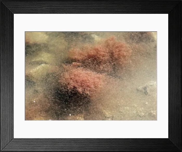 Framed Print : Brine Shrimp - upwelling