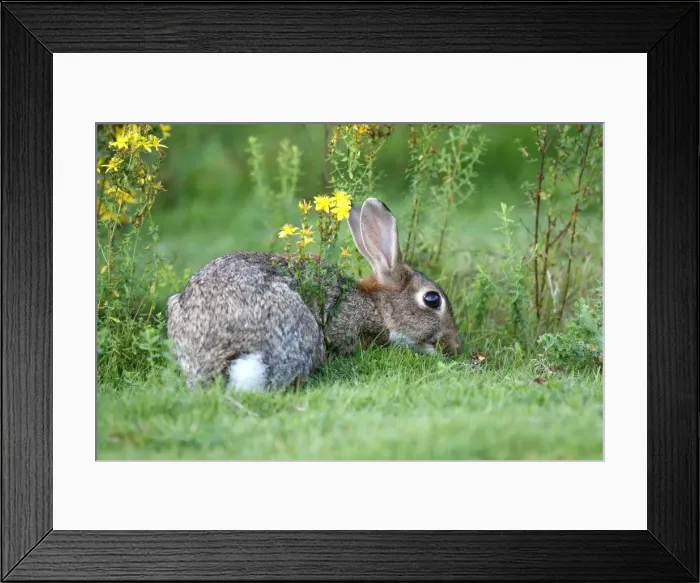 Framed Print : European Rabbit Framed Print : European Rabbit